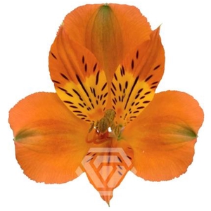 Alstr Savanna