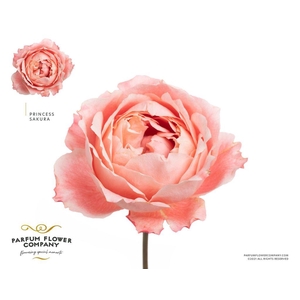 Rosa ec princess sakura