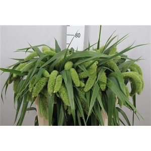 Setaria It Voll Melk