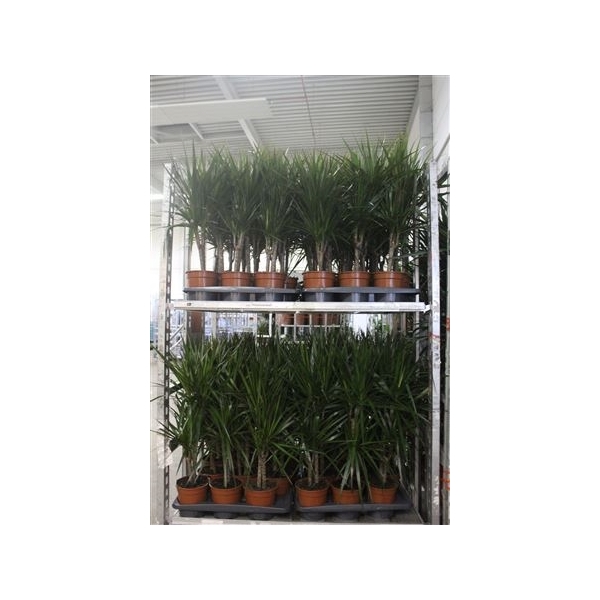 <h4>Dra Marginata 30-10 Cm</h4>