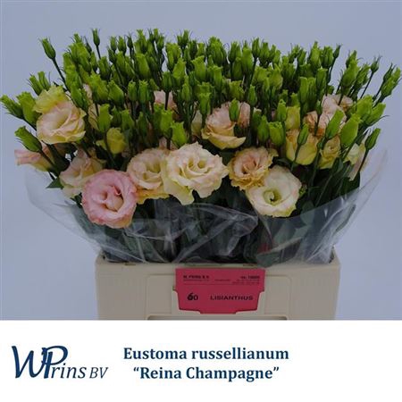 EUS G REINA CHAMPAGN