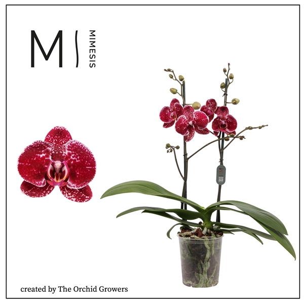 <h4>Mimesis Phal. Eduction - 2 spike 12cm</h4>