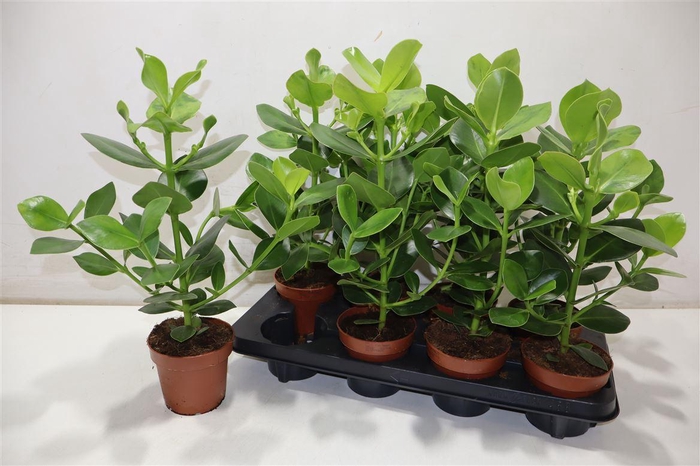 <h4>Clusia Ro Princess</h4>