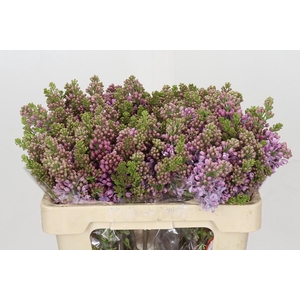 Syringa Vulg Lavaliensis