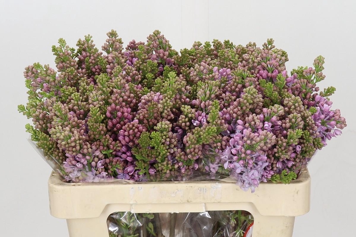 <h4>Lilac Vulg Lavaliensis</h4>