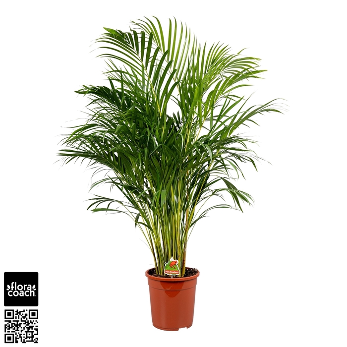 <h4>DYPSIS LUTESCENS</h4>