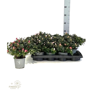 Rhododendron (Simsii Grp) Hellmut Vogel gemengd