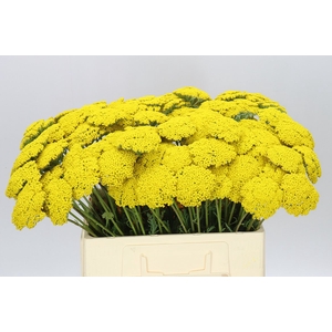 Achillea Parkers Variety