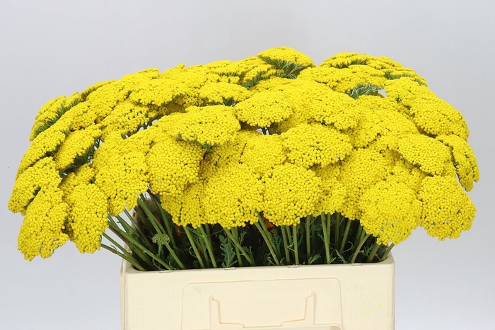 <h4>Achillea Parkers Variety</h4>