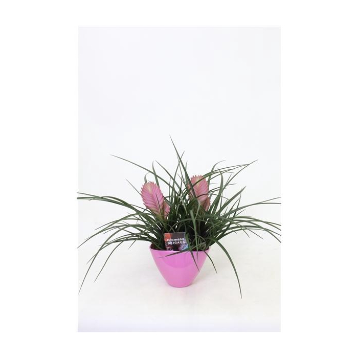 <h4>Tillandsia Duo Eilleen</h4>