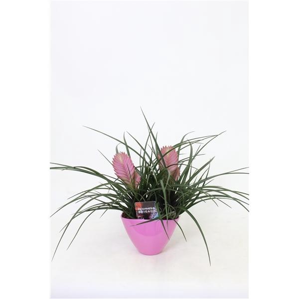 <h4>Tillandsia cyanea 'Anita'</h4>