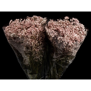 Gyps Xlence Rose Gold X25 40gr