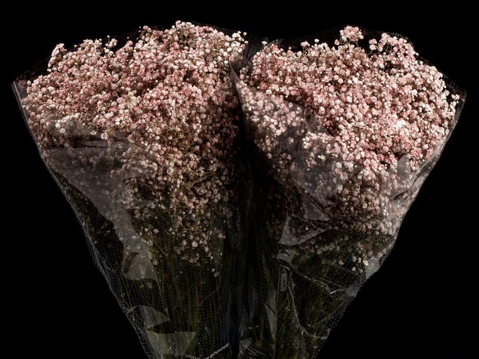 <h4>Gyps Xlence Rose Gold X25 40gr</h4>