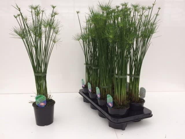 <h4>CYPER HASPAN</h4>