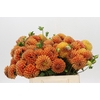 Dahlia Cornel Bronze