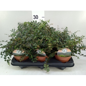 Pellaea rotundifolia