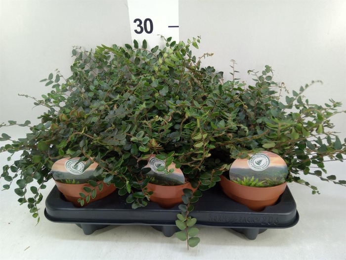 <h4>Pellaea rotundifolia</h4>