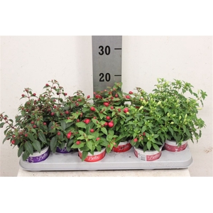 Fuchsia Bella Fuchsia hangend gemengd