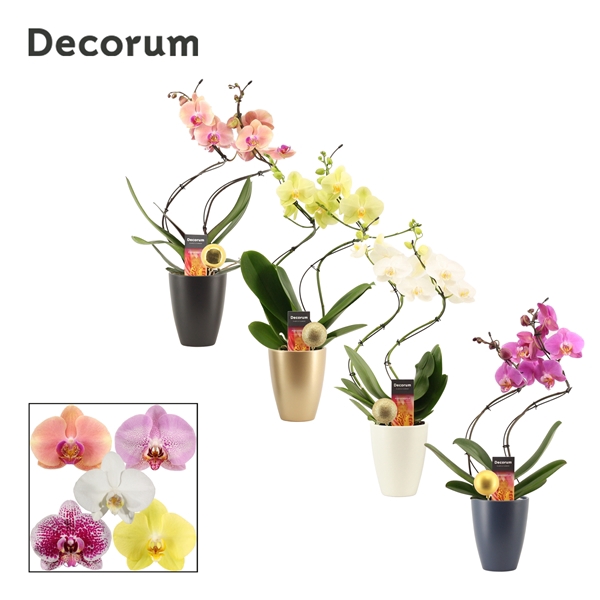 <h4>Phalaenopsis hurricane mix in Carly met kerstbal (Neo Architect)</h4>