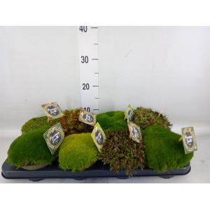 Vaste pltn   ...       [Perennials]