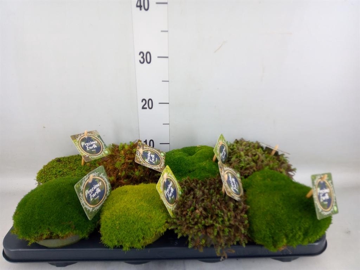 <h4>Vaste pltn   ...       [Perennials]</h4>