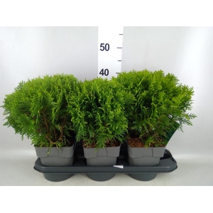 Thuja occid. 'Danica'