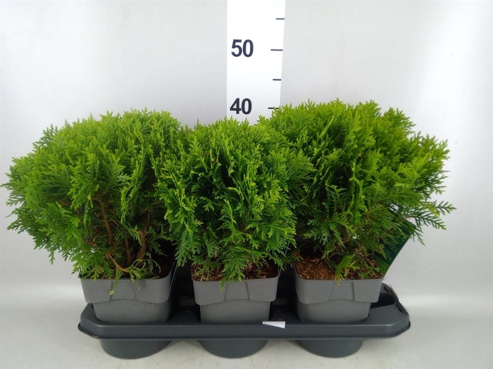 <h4>Thuja occid. 'Danica'</h4>