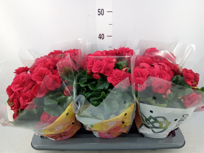 <h4>Begonia elat. DU 'Baladin'</h4>