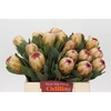 Protea Grandicolor