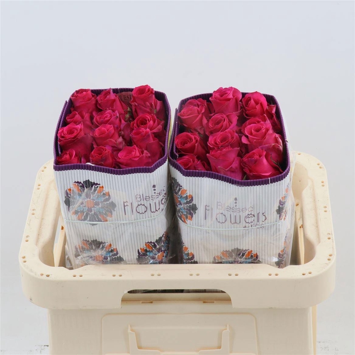 <h4>R GR VIPINK</h4>