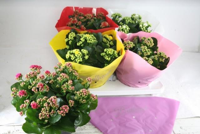 <h4>KAL GE GEM 5 KL</h4>