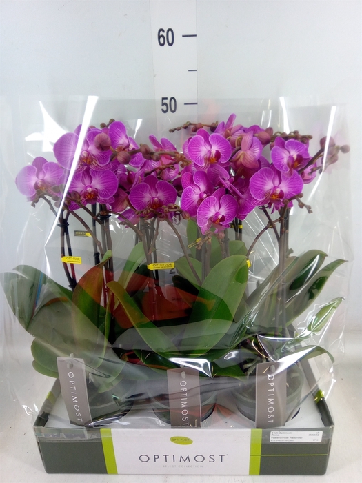 <h4>Phalaenopsis multi.   ...lilac</h4>