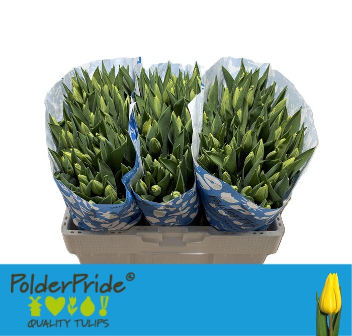 <h4>TU EN STRONG GOLD</h4>