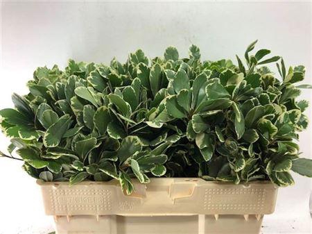 <h4>Pittosp To Ilan</h4>