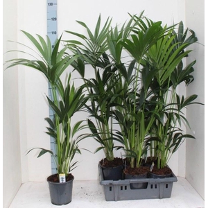 HOWEA FORSTERIANA