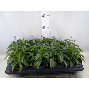Salvia farinacea