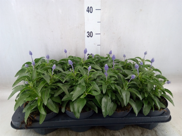 <h4>Salvia farinacea</h4>