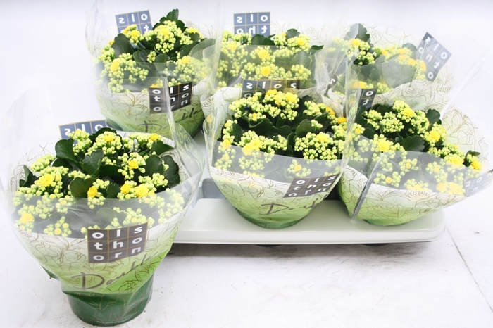 Kalanchoe blossfeldiana Piaff