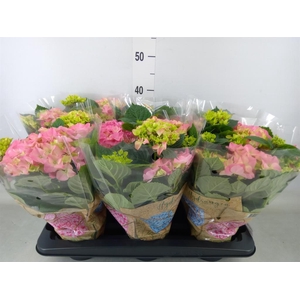 Hydrangea mac. 'Early Rosa'