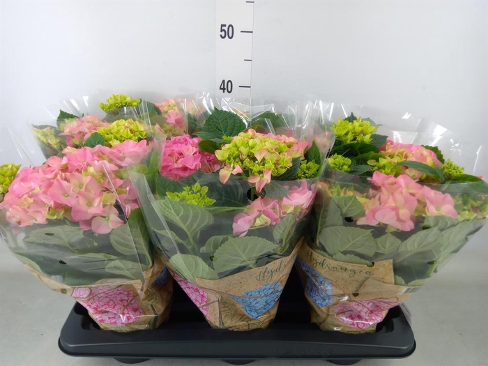 <h4>Hydrangea mac. 'Early Rosa'</h4>