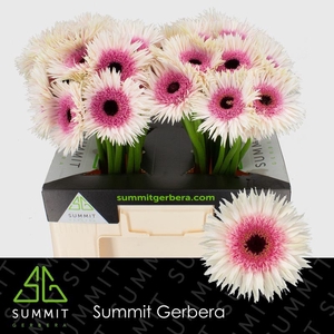 Gerbera Spider Stunt Water