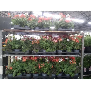 Pelargonium zona.   ...