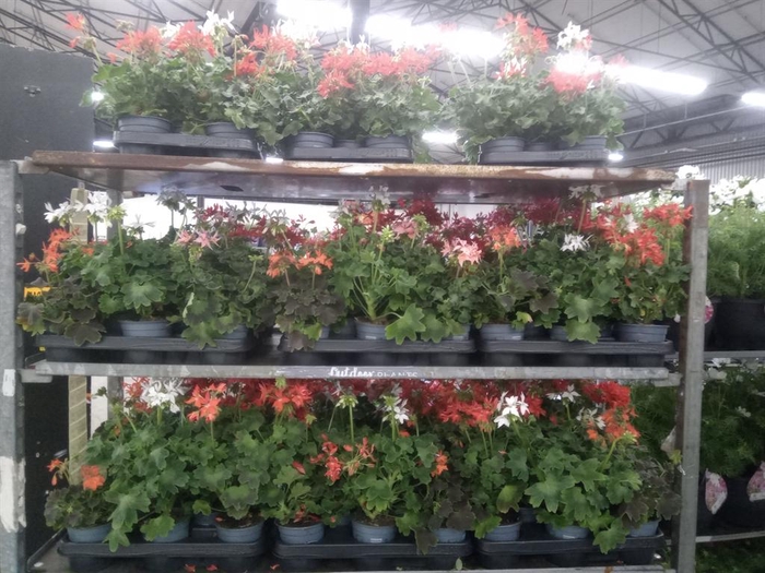 <h4>Pelargonium zona.   ...</h4>