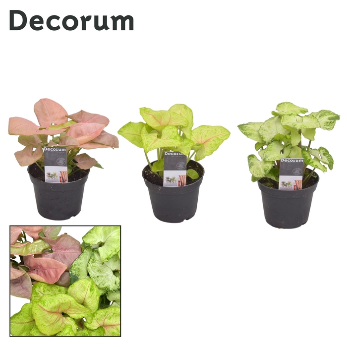 <h4>Syngonium gemengd 7 cm (Decorum)</h4>