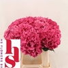 Hydrangea rodeo red