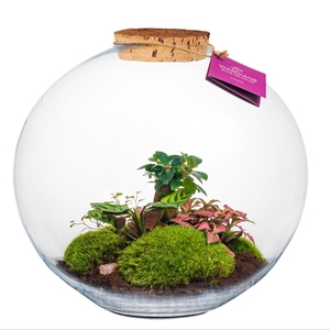 Wardians Terrarium - Moon large