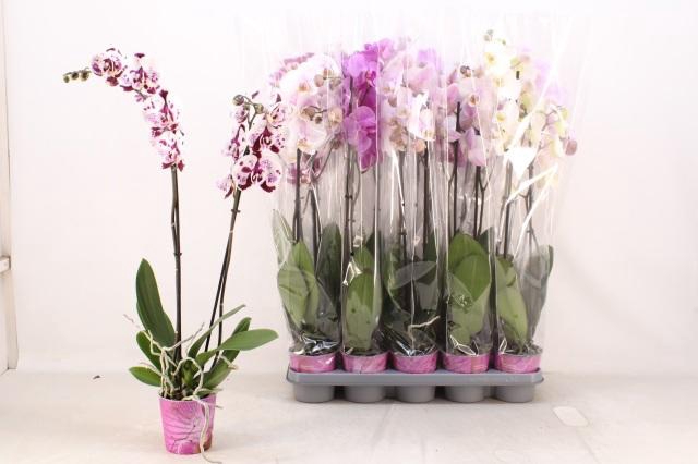 <h4>PHAL GEM 5 KL</h4>