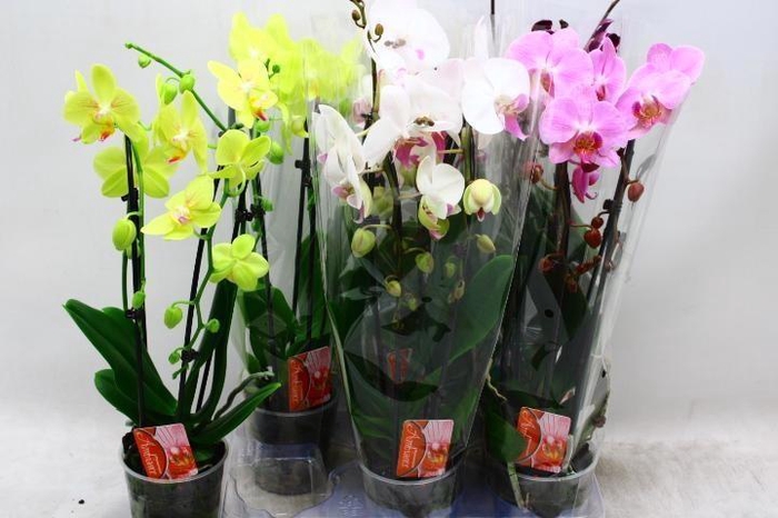 <h4>PHAL EL CASCADE</h4>
