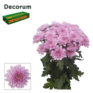 Chr T Kalimba Decorum