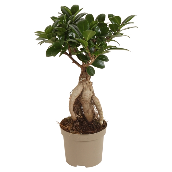 <h4>Ficus m. Ginseng pot 09cm Carbon Free pot</h4>
